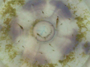 Guppies, which eat mosquito larvae, are distributed to help control malaria